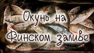:       Perch on the Gulf of Finland South Dam