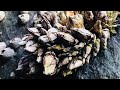 Barnacles removal 26