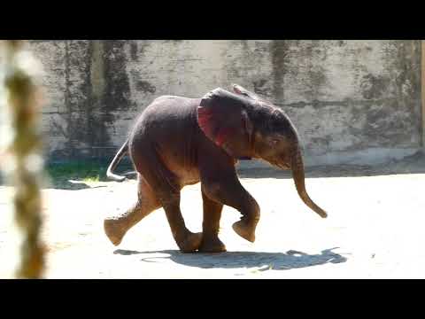 Best Of Baby Kibali & Mama Numbi. Afrikanischer Elefant (Loxodonta africana) Lumix dc-fz82 Superzoom