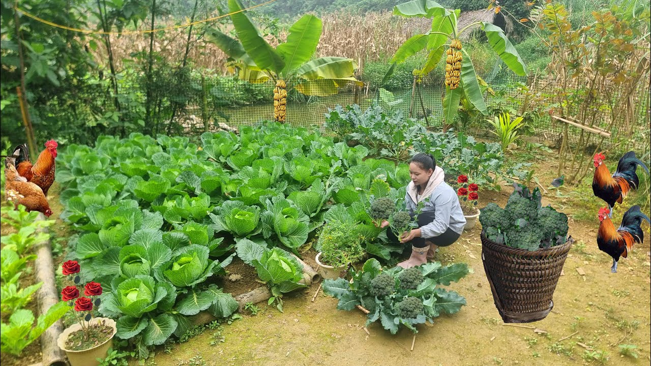 Gardening on the mountain, harvesting cabbage and cauliflower to sell at the local market.