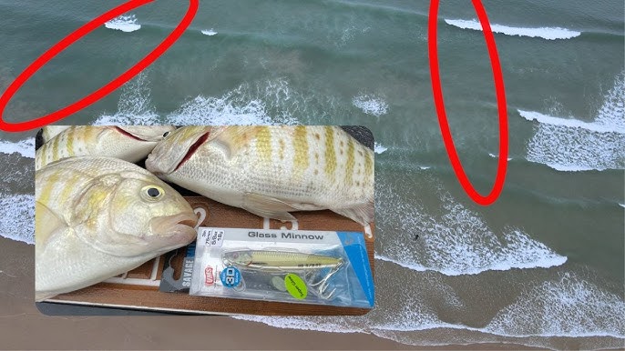 Barred Surf Perch Fishing: How to Set up the Carolina Rig for