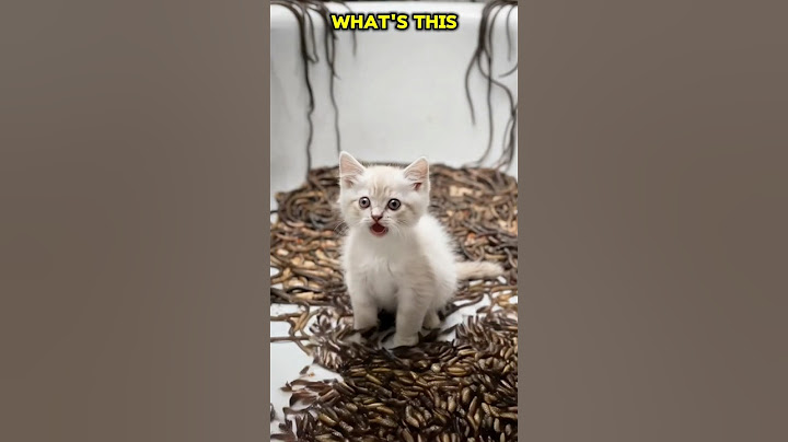 The kitten ate a worm #catshorts #cat #animation