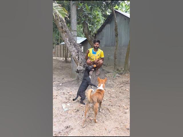Dog funny video🤣 #shorts #funny #comedy #india #viral #viralvideo #youtubeshorts