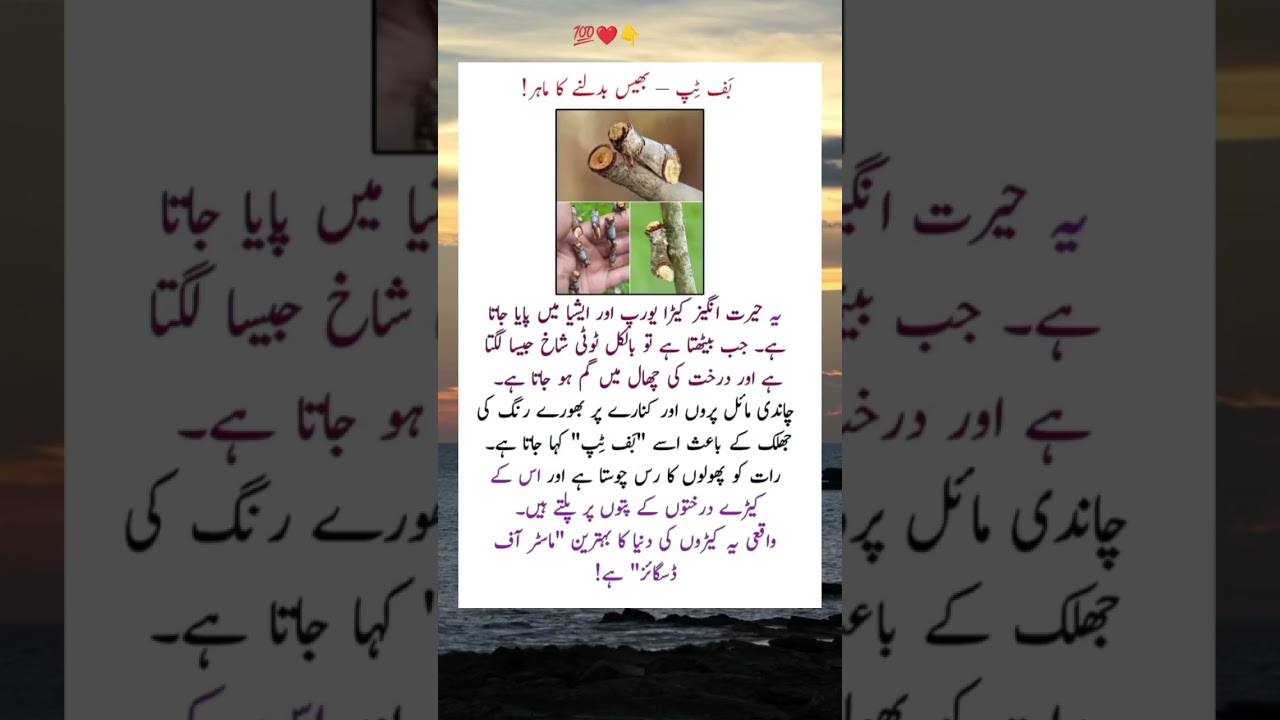 🐛 Buff-tip Moth – Nature’s Master of Disguise! 🌳🦋