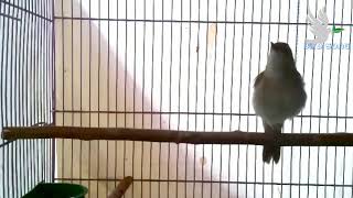 Download Lagu Sikatan Londo/ Nightingale song MP3