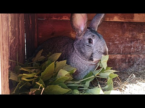 Лидер среди корма для кроликов! [очень полезный корм для кроликов]