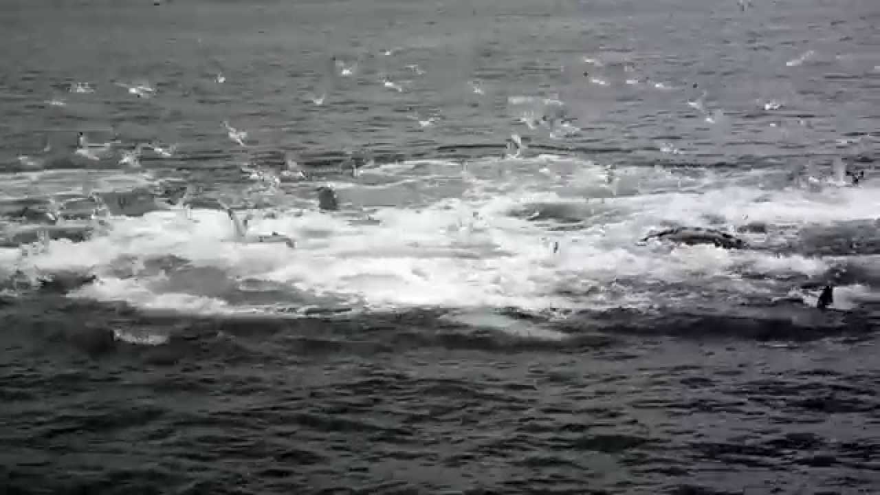 Humpbacks Bubble Netting