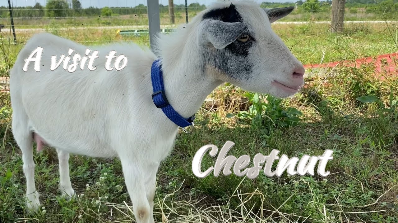 Visit To Chestnut Hills Farmstead YouTube Visit to chestnut hills farmstead youtube