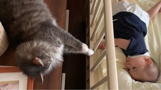つかまり立ちをする赤ちゃんを目の前で目撃した猫 ノルウェージャンフォレストキャット A cat that witnesses a baby standing in front of you