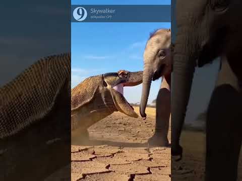 Komodo Dragon vs Little Elephant: Who Wins? 🤯