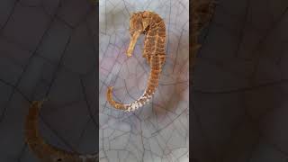 Dried sea horse #seahorse #shorts #youtubeshorts
