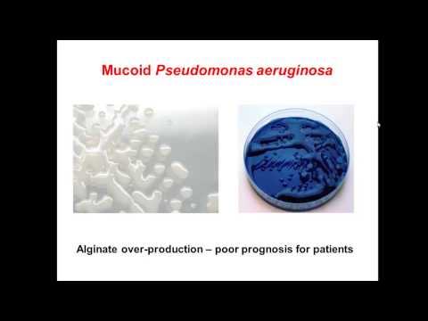 Video: Bakteriel (Pseudomonas Aeruginosa) Infektion I Chinchilla