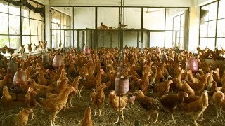 Starting a business with expertise is very important. golden chicken
farming profitable for meat. how to start poultry project f...