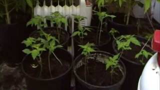 Germination of cannabisseeds; PART 3