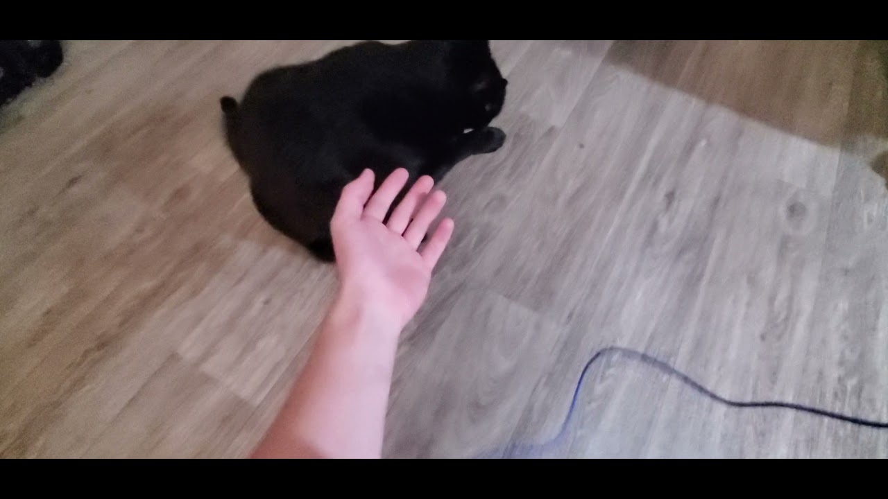 How I bond with my cat (Błuberry Ânimates parody)