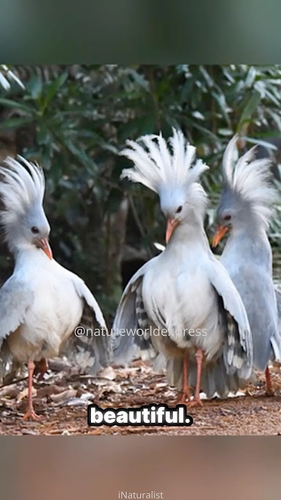 Kagu🕊️ | The Flightless Ghostly Bird👻