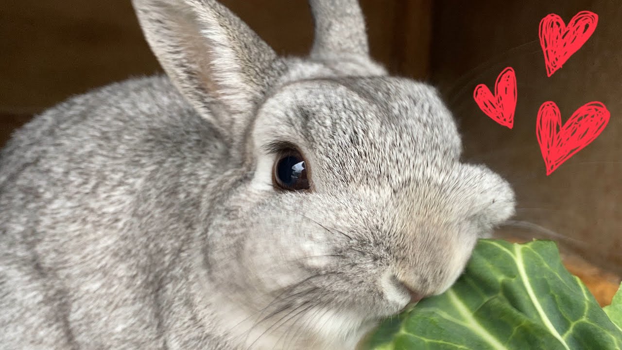まだ食べられるキャベツが捨てられる！？もったいないので動物達に♫