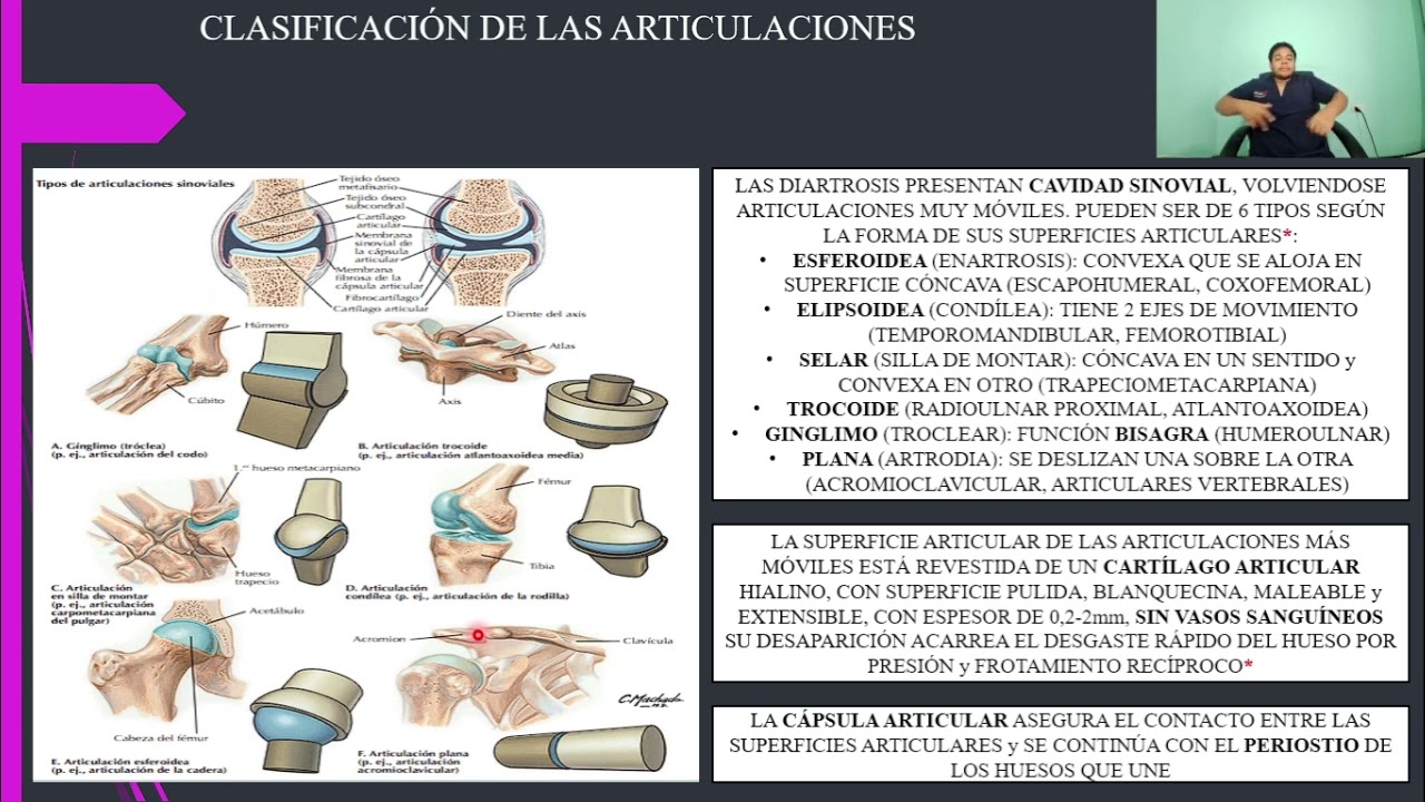 ANATOMÍA: ARTROLOGÍA. GENERALIDADES