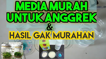 PEMBUATAN MEDIA KULTUR JARINGAN ANGGREK SEDERHANA