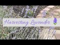 Learn About the Amazing Medicinal Benefits of Lavender: Discover How to Harness It's Herbal Power