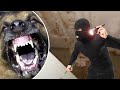 Guard dog: german shepherd attacks intruder; Woman found alive after missing for a month - 8/16/2017