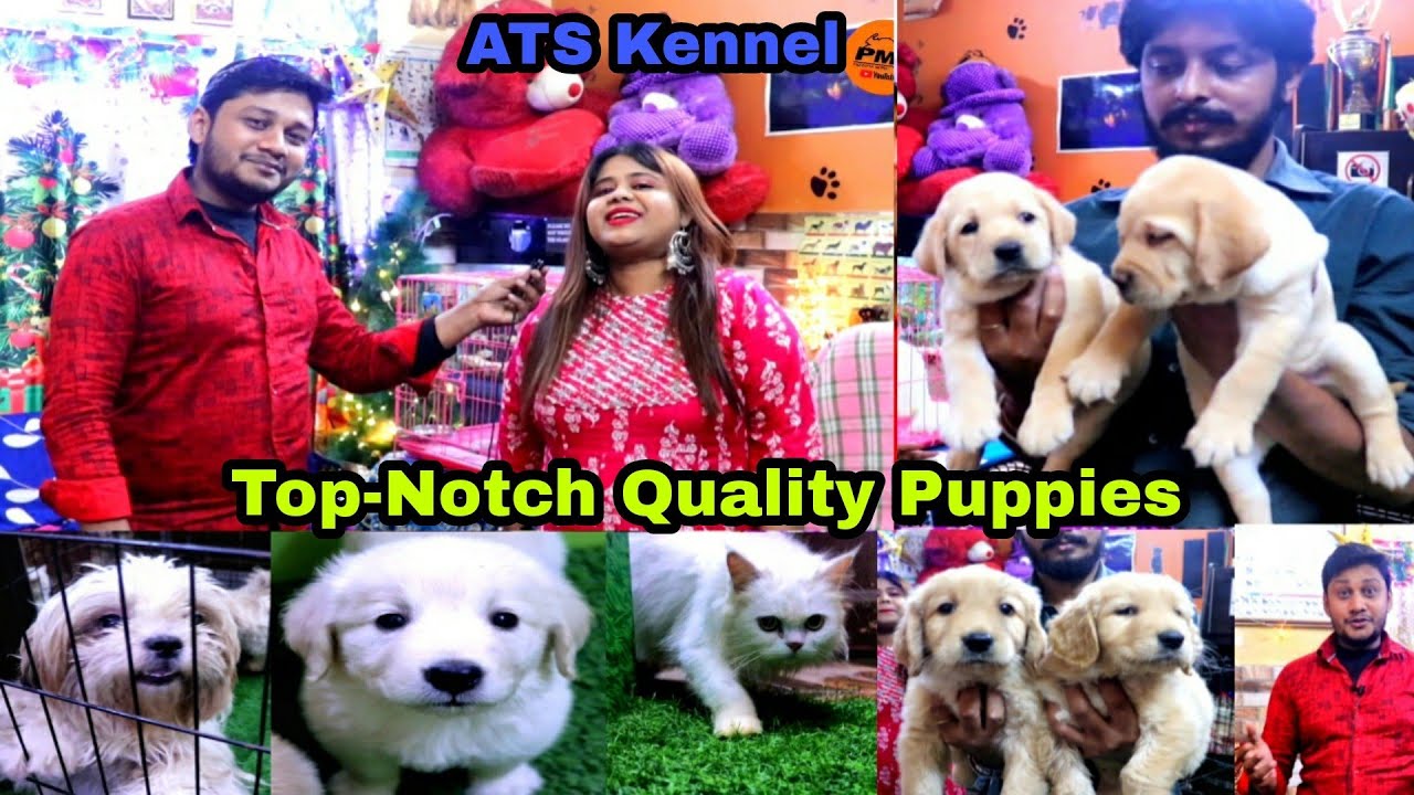 Topnotch Quality Labrador Golden Retriever in kolkata ATS Kennel Dog Kennel In Kolkata