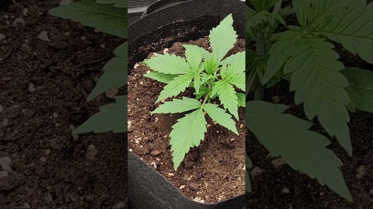 Sweet Amnesia Haze XL & Auto Original GB XXL