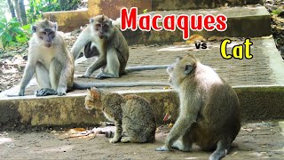 Reaksi Segerombolan Monyet ketika Melihat Kucing   Macaque vs Cat extended