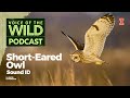 Episode 88: Short-Eared Owl – Voice of the Wild
