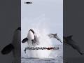 من هو الأقوى في أعماق المحيطات؟ القرش 🦈 أم الأوركا 🐋 ؟ #اكسبلور #viral #shorts