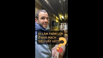 Thực tập ở farm lợn tại Đan Mạch siêu vất vả❓