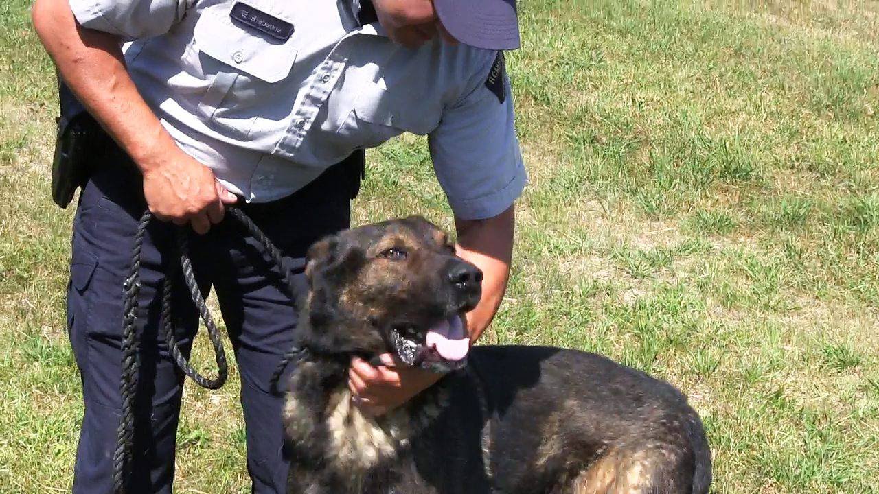 on the job with an rcmp dog handler youtube dog handler