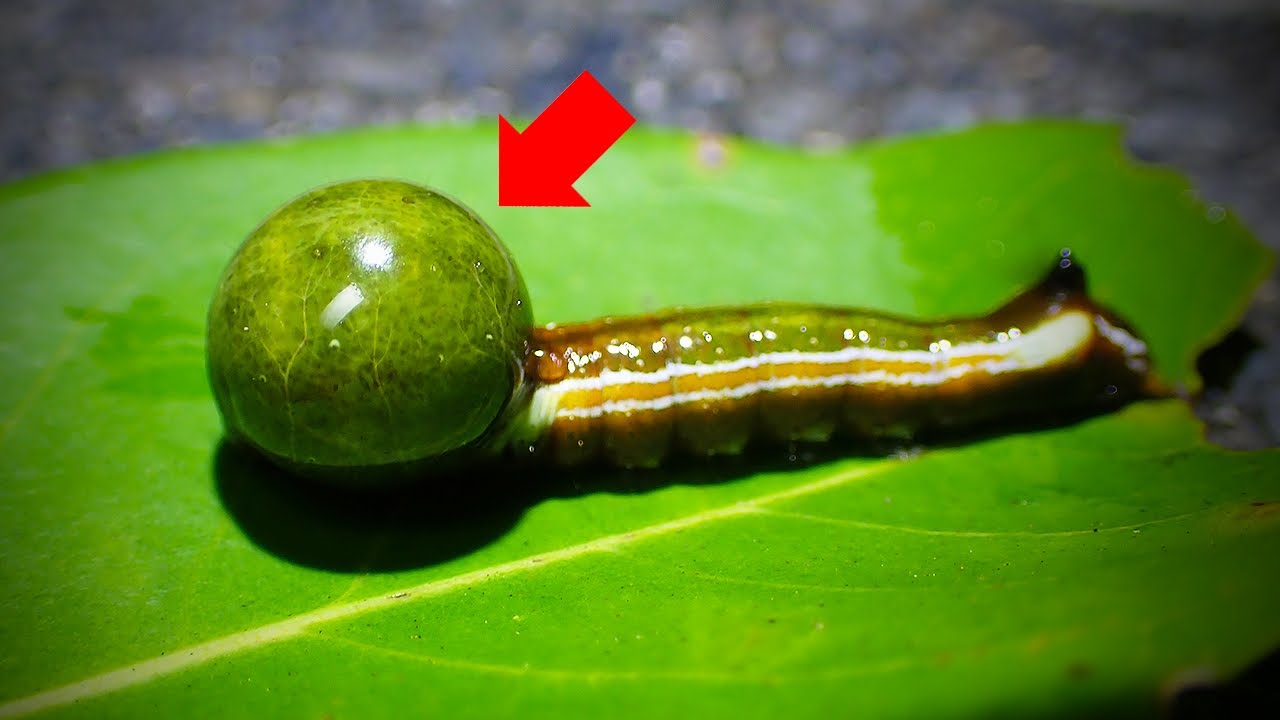 Viewer discretion advised] This caterpillar's head is so swollen