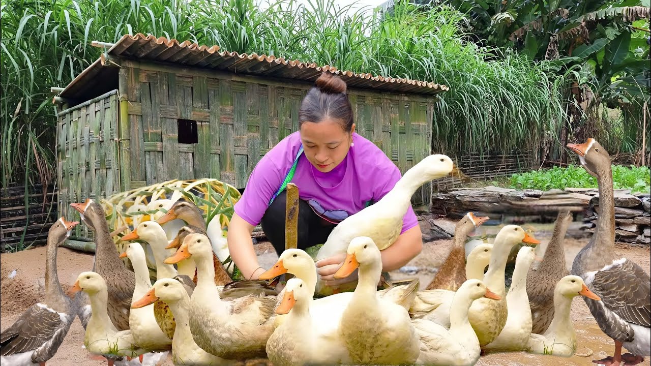 Harvesting Ducks -Building Stone Houses Bamboo Roof For Ducks - Farm Life, Animal