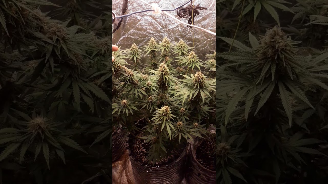 Indoor update. Starting 2 put on weight N get frost