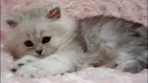 Watch the video about Phoebe - Shaded Silver Female Persian Kitten