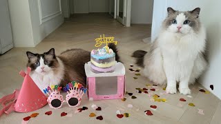 잭슨&테디 생일 사진 찍기 / 고양이 생일 파티 / 랙돌브로 생일 축하해~