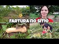 MUITA FARTURA NO SÍTIO/ HORTA DO SÍTIO