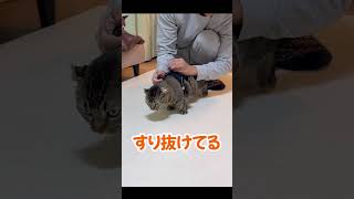 ハーネスと猫 #猫 #cat #ねこチャックの日常 #猫好きさんと繋がりたい #猫のいる暮らし #猫動画 #ねこ #保護猫 #多頭飼い #cats