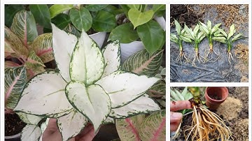 How to propagate Aglaonema Super White by division