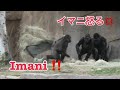 Gorilla Imani complains to husband Winston 💢❗️‼️ ゴリラ　イマニ　ウィンストンに怒る💢‼️🦍🦍🦍