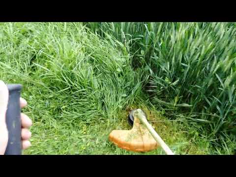 Vidéo: Comment Couper L'herbe Avec Un Coupe-herbe ? 26 Photos Comment Le Tenir Lors De La Tonte ? Comment L'utiliser Correctement Lors De La Tonte D'herbes Hautes Sur La Pelouse ?