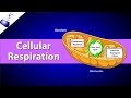 Cellular Respiration Uncovered: The Journey of Energy Production