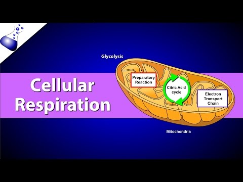 Video: Ano ang ginagamit ng pyruvate sa cellular respiration?