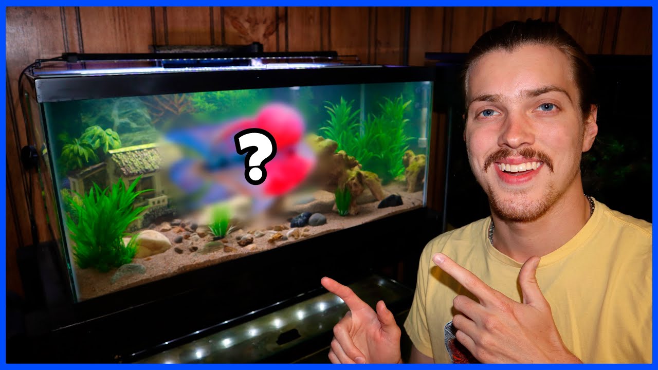 Setting Up A New 40G FLOWERHORN TANK!