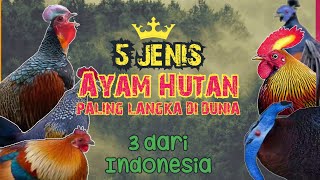 5 Jenis AYAM HUTAN Yang ada di Dunia, 3 ada di Indonesia || Super Langka