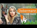 ► Dobermann [2018] Rasse, Aussehen & Charakter