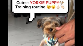 Smartest 4 MONTH OLD yorkie PUPPY training!! (MUST SEE)‼‼