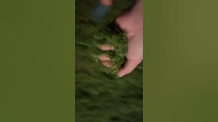Grass