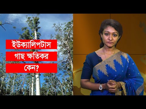 ভিডিও: গির্জায় ইয়ু গাছ কেন?